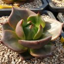 원앙농장 이미지