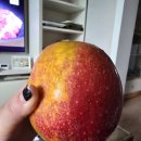 현농장 | 감홍사과 후기 (3) 버들골농장(+요약결론)