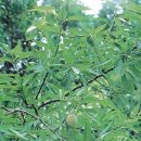 살구숲한의원 이미지