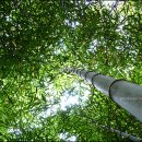 비밀의화원 이미지