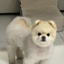 복대박 이미지