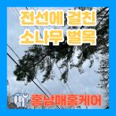 연천 한국전력 | 폭설로 전선걸친 부러진 소나무 벌목
