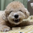 인바이오메드 | 강아지 덴탈껌 추천 | 츄가드프로미니 한달급여후기 - 구취 치석 진짜 줄었어요 (병원후기 포함)