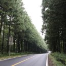 한라산둘레길 사려니숲길 이미지