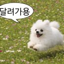 카페쵸이 - 창원시 진해구 여좌천로 158-12 | 카페쵸이