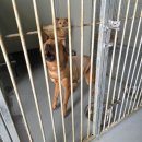 상북지경로당 | 서울 김포 근교 유기견 강아지 봉사 보호소 반려 동물 준비물 뉴비 후기