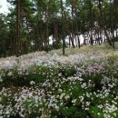 옥정호구절초테마공원 이미지