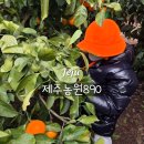 제주890 | 제주 성산일출봉 근처 제주 농원 901 제주 농원 890 내돈내산 아이랑 귤 따기 체험