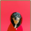 스카이동물병원 이미지