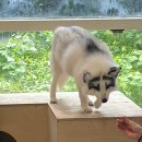 냥이는꿀꿀 | 부산 실내동물원 귀여운 동물들과 교감 가능한 마리앤쥬 귀여워서 기절각