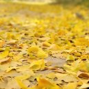 푸른 둥지 이미지