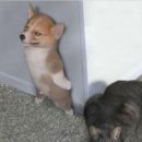 바우바우 이미지