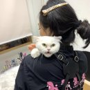 바니이발소 | 고양이 미용사 합격 후기, 애견미용샵을 운영하는 애견미용사입니다~!
