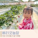보성 벌교 아이들과 딸기체험 후기 베리굿농장