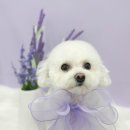 슈멍드아 이미지