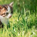 서산동물병원 이미지