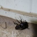 쇠똥구리 농장 이미지