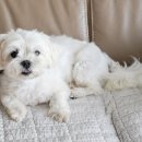 꽃단장하개 이미지