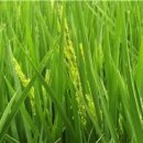 죽암영농 이미지