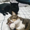 레오그루밍 이미지