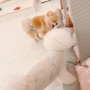 MS워너비의 소소한 일상 (별내 애견카페 온사이드)