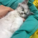 10년차 집사의 고양이 용품 추천템/고양이 사료/고양이 모래/캣타워/고양이 화장실/고양이 장난감 추천