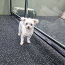 댕이의하루 이미지