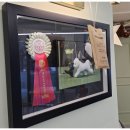 대구강아지분양 마마스미독 본점 이미지