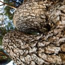 나무와 돌 이미지