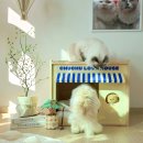 고양이 숨숨집 추천, 예쁜 원목 강아지 하우스 에이몹 후기