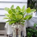 봉동뼈다귀 이미지