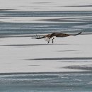 오리사냥 이미지