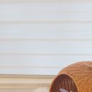 나비야 cat 이미지