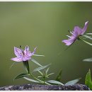 풀