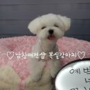 뽀송뽀송강아지미용실 이미지