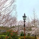 청룡동 놀이마당공원 버스정류장 | 광주 북구 벚꽃 명소 우치공원 패밀리랜드 벚꽃 나들이 실시간