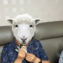 만나떡집 - 마포구 서강로 111-1 | 상견례 추석 명절 선물로 딱! 서울 동대문구 입소문 난 고급 맞춤 떡집 삼근떡집 후기