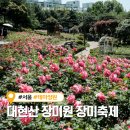 대현산 장미원 장미축제 가는법 실시간 개화현황 등 직접 방문 후기 (애견동반 가능)
