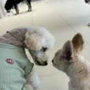 몽구네 애견유치원 이미지