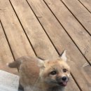 댕댕이지 이미지