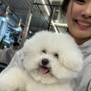 [30장일기] 크로스핏가서 강아지랑만 놀다오는 일상