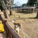 노루생태관찰원 | 제주 아이랑 가볼만한곳 노루생태관찰원 노루 먹이주기 체험 후기