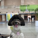 수원-1842 | 댕댕이랑 작품관람을 할 수 있다고?🤓수원 화랑미술제 방문 후기 feat.포블스 팝업