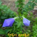 행운 이미지