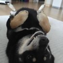 해피하개 이미지