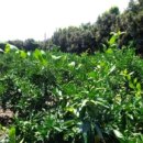 하례1교차로 1 이미지