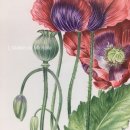 기초 보태니컬아트 이미지