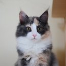 프롬시아 캐터리 이미지