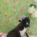 그루밍:담 이미지