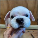 댕실 댕실 네이버블로그